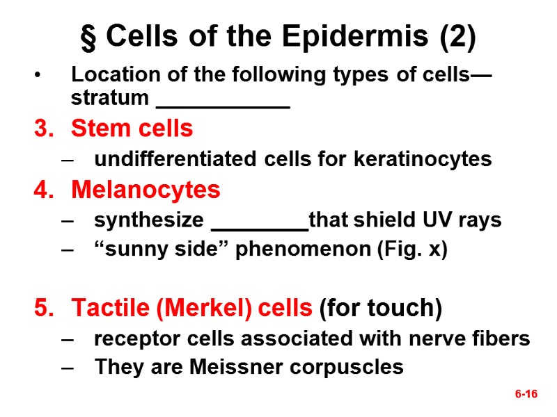 6-16 6-16 § Cells of the Epidermis (2) Location of the following types of